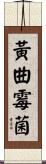 黃曲霉菌 Scroll