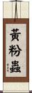 黃粉蟲 Scroll