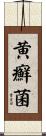 黄癬菌 Scroll