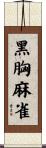 黑胸麻雀 Scroll