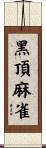 黑頂麻雀 Scroll