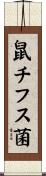 鼠チフス菌 Scroll