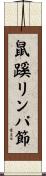 鼠蹊リンパ節 Scroll